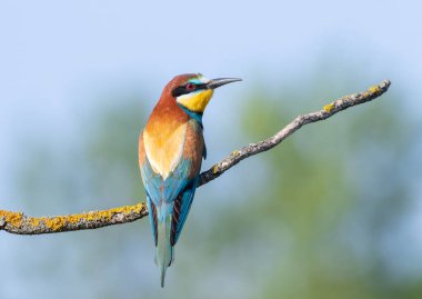 Avrupalı arı yiyici, merops apiaster. Bir dalda oturan bir kuş, güzel düz bir arka plan.