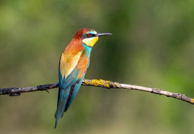 Avrupalı arı yiyici, merops apiaster. Bir dalda oturan bir kuş, güzel düz bir arka plan.
