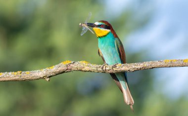 Avrupalı arı yiyici, merops apiaster. Gagasında yusufçuk olan bir kuş güzel bir dala oturur.