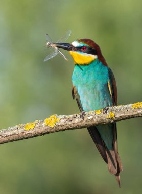 Avrupalı arı yiyici, merops apiaster. Gagasında yusufçuk olan bir kuş güzel bir dala oturur.