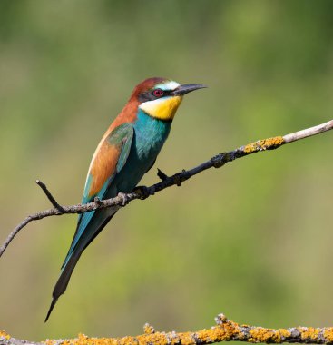 Avrupalı arı yiyici, merops apiaster. Güzel kuş dalda oturuyor, arka planda bulanık.