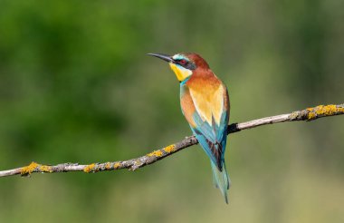 Avrupalı arı yiyici, merops apiaster. Güzel kuş dalda oturuyor, arka planda bulanık.