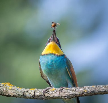 Avrupalı arı yiyici, merops apiaster. Bir kuş daha iyi kavrayabilmek için gagasıyla bir arıyı çevirir.