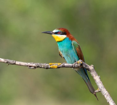 Avrupalı arı yiyici, merops apiaster. Sabahın köründe, bir kuş bir dala oturur.