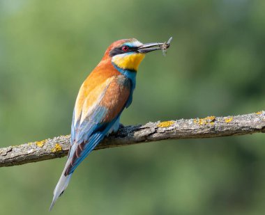 Avrupalı arı yiyici, merops apiaster. Bir kuş bir dala oturmuş, gagasında bir arı tutuyor.