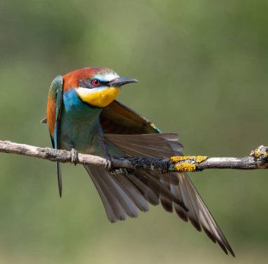 Avrupalı arı yiyici, merops apiaster. Bir kuş bir dala oturur, kanatlarını uzatır.