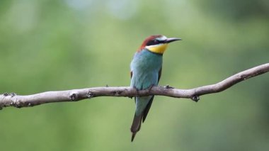 Avrupalı arı yiyici, merops apiaster. Bulutlu bir günde, bir kuş bir dala oturur.
