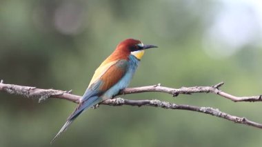 Avrupalı arı yiyici, merops apiaster. Bulutlu bir günde, bir kuş bir dala oturur.