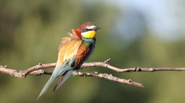 Avrupalı arı yiyici, merops apiaster. Güneşli bir sabahta, bir kuş bir dala oturmuş, tüylerini kabartıyor.