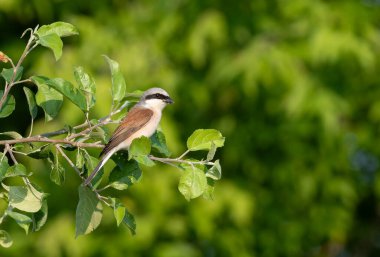 Red-backed shrike, lanius collurio. A male bird sits on a tree branch on a blurred background