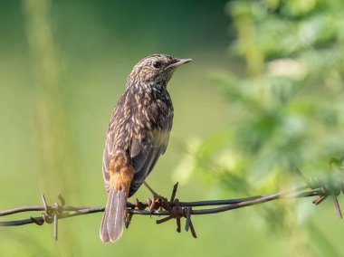 Bluethroat, Luscinia svecica. Bir civciv, genç bir kuş nehrin kıyısında dikenli tellere oturur.