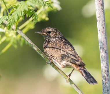 Bluethroat, Luscinia svecica. Bir civciv, genç bir kuş nehrin kıyısındaki bir dala oturur.