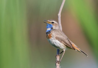 Bluethroat, Luscinia svecica. Erkek kuş ötüyor dalda, güzel bir arka planda