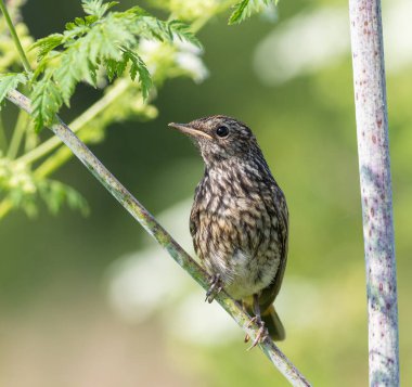 Bluethroat, Luscinia svecica. Bir civciv, genç bir kuş nehrin kıyısındaki bir dala oturur.