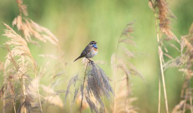 Bluethroat, Luscinia svecica. Sabahın erken saatlerinde, erkek bir kuş nehir kıyısındaki bir sazlığın üzerinde oturur.