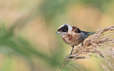 Eurasian penduline tit, Remiz pendulinus. A male bird sitting on a reed, beautiful background