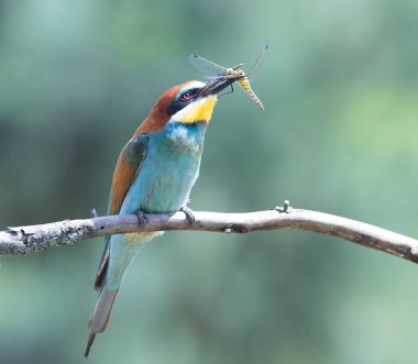 Avrupalı arı yiyici, merops apiaster. Bir kuş bir yusufçuk yakalar ve onu gagasında tutar.