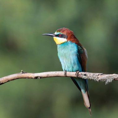 Avrupalı arı yiyici, merops apiaster. Bir sabah kuşu bir dala oturur, düz arkaplan