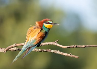 Avrupalı arı yiyici, merops apiaster. Kuş tüyleri kabarık bir dalda oturur.
