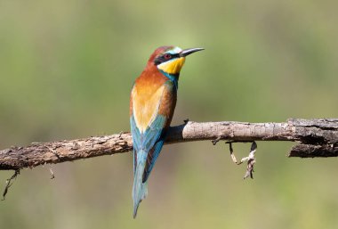 Avrupalı arı yiyici, merops apiaster. Sabah kuşu dalda oturuyor, çok güzel bir arka plan.