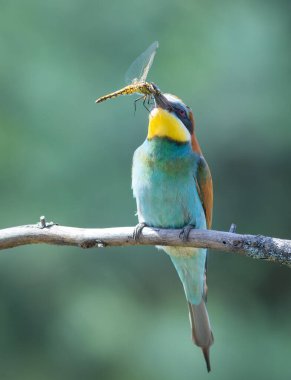 Avrupalı arı yiyici, merops apiaster. Bir kuş gagasında yusufçuk olan bir dala oturur.