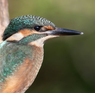 Ortak balıkçı, Alcedo bu işte. Genç bir kuş, bir piliç, yakın plan.