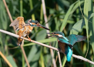 Ortak balıkçı, Alcedo bu işte. Bir dişi yavrusunu balıkla besler.