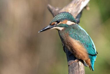 Ortak balıkçı, Alcedo bu işte. Genç bir kuş nehrin yukarısındaki bir dala oturur.