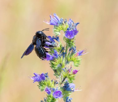 Marangoz arısı, Xylocopa valga. Böcek kır çiçeklerinin nektarıyla beslenir.