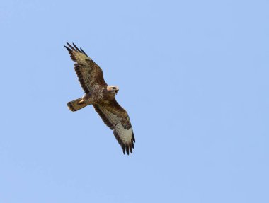 Sıradan bir akbaba, Buteo buteo. Bir kuş bağırıyor, çağırıyor, mavi gökyüzüne doğru uçuyor.