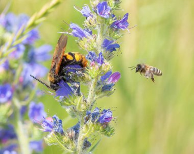 Megascolia maculata. An insect drinks nectar from the flowers of Viper's-bugloss (Echium vulgare)