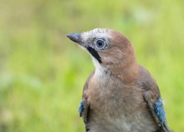Avrasya Jay 'i, Garrulus Glandarius. Bir açıklıkta oturan genç bir kuş, yakın plan çekilmiş.
