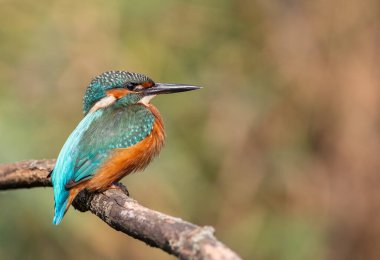 Ortak balıkçı, Alcedo bu işte. Genç bir kuş nehrin yukarısındaki bir dala oturur.