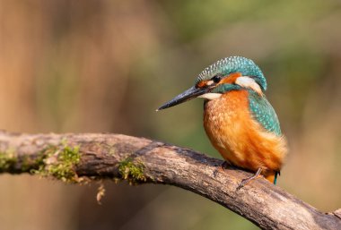 Ortak balıkçı, Alcedo bu işte. Bir kuş nehrin yukarısındaki güzel bir dala oturur ve suya bakar.