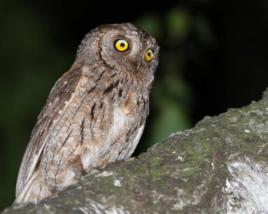 Avrasya baykuşu, Otus yılanı. Bir kuş güzel, kalın bir dala oturmuş, yan tarafa bakıyor.