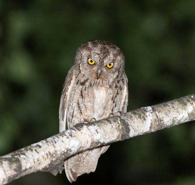Avrasya baykuşu, Otus yılanı. Akşamın ilerleyen saatlerinde güzel bir kuş, bulanık bir arka planda, bir dala oturur.