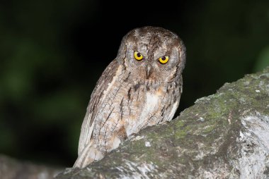 Avrasya baykuşu, Otus yılanı. Erkek bir kuş, öğleden sonra bir huş ağacının gövdesinde oturur.