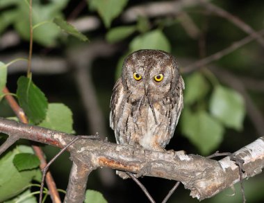 Avrasya baykuşu, Otus yılanı. Erkek, yavrularını beslemek için bir yusufçuk yakaladı.