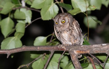 Avrasya baykuşu, Otus yılanı. Bir kuş gagasında avıyla bir dala oturur.