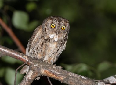 Avrasya baykuşu, Otus yılanı. Bir erkek kuş yavruları için yiyecek aramakla meşgul, bir güve yakaladı.