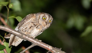 Avrasya baykuşu, Otus yılanı. Erkek kuş bir tırtıl yakaladı ve yavruları besleyecek.