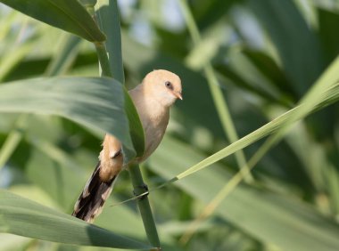 Sakallı reedling, Panurus biarmicus. Genç bir dişi kuş nehir kıyısındaki bir sazlıkta oturur.