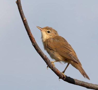 Bataklık bülbülü, Acrocephalus palustris. Genç bir kuş gökyüzüne karşı bir dalda oturuyor.