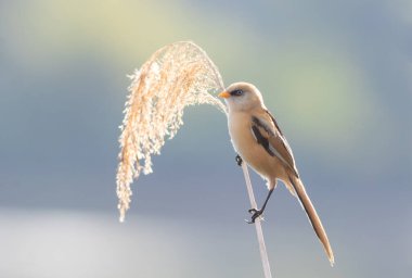 Sakallı reedling, Panurus biarmicus. Genç bir erkek kuş nehir kıyısında bir sazlığa oturur.
