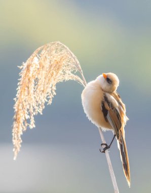 Sakallı reedling, Panurus biarmicus. Genç bir erkek kuş sazlığa oturur, tüyleri kabarıktır.