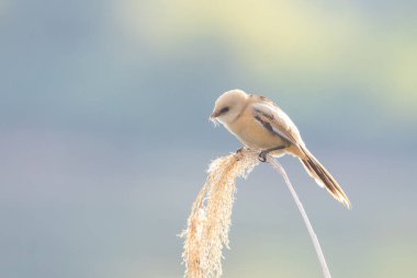 Sakallı reedling, Panurus biarmicus. Genç bir dişi kuş sazlıkların tepesinde avını arıyor.