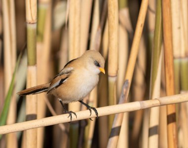 Sakallı reedling, Panurus biarmicus. Genç bir erkek kuş bir nehir kıyısındaki sazlık çalılığında oturur.