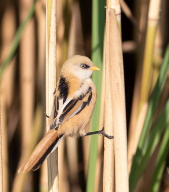 Sakallı reedling, Panurus biarmicus. Genç bir erkek kuş iki sapın arasında bir sicimin üzerinde oturur.