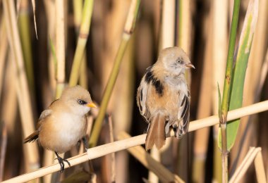 Sakallı reedling, Panurus biarmicus. Genç bir erkek ve dişi nehir kıyısında sazlıklarda oturuyor.