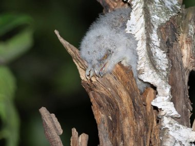 Avrasya baykuşu, Otus yılanı. Yavru yuvadan sürünerek çıktı, ağaçtaki boşluğa oturdu, aşağı baktı ve bağırdı